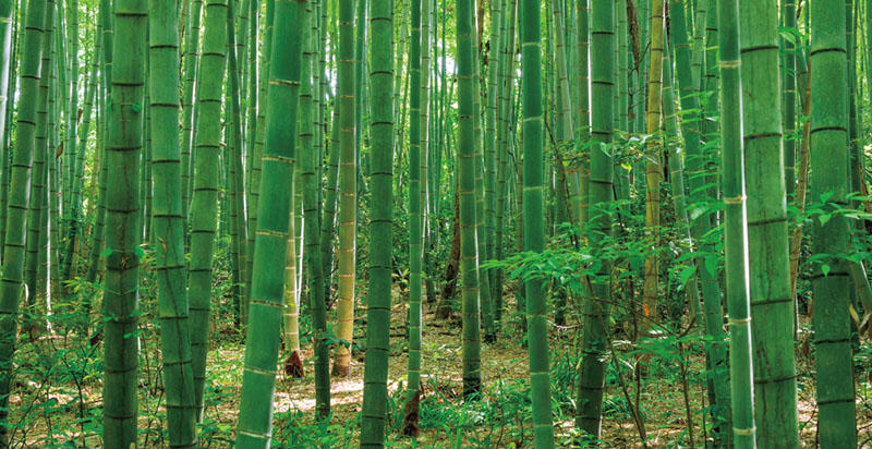 竹林イメージ.jpg